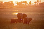 African Elephants
