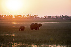 African Elephants