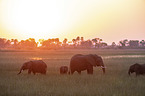 African Elephants