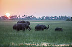 African elephants