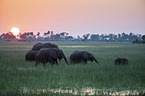 African Elephants