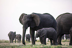 African elephants