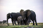 African Elephants