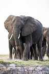 African Elephants