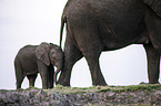 African Elephants