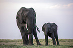 African Elephants