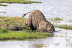 African Elephant