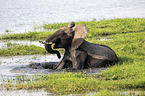 African Elephant