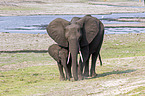 African Elephants