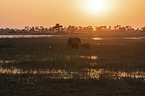 African Elephants