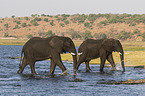 African Elephants