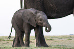 African Elephants