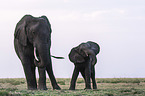 African Elephants