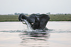 African Elephant
