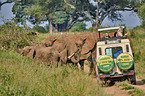 African Elephants