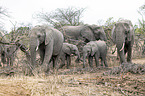 African Elephants