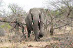walking African Elephant