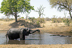 African Elephant and River Horses