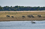 African elephants