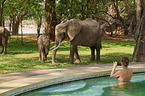 African elephants