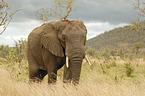 African elephant