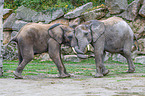 African elephants