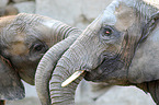 African elephants