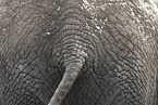 African elephant