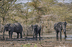 African elephants