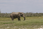 African elephant