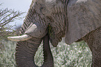 African elephant
