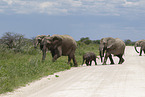 Herd of African elephants