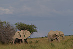 African elephants