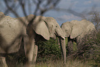 African elephants