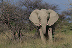 African elephant