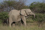 African elephant
