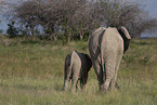 African elephants