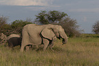 African elephants