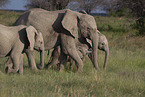 Herd of African elephants