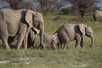 Herd of African elephants