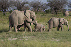 Herd of African elephants