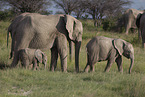 Herd of African elephants