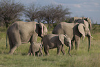 Herd of African elephants