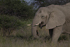 African elephant