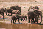 African elephants