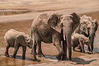 African elephants