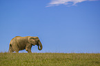 African elephant
