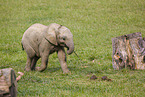 African elephant