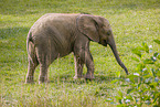 African elephant