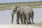 African elephants